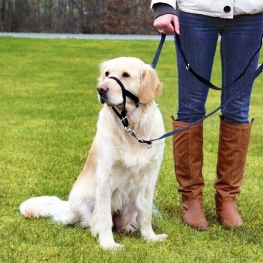 Correa de entrenamiento de nai - No Pull Dog Harness reseña y precio