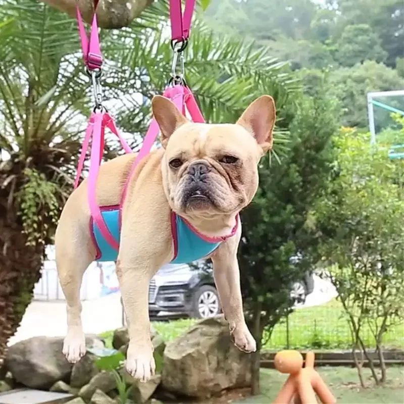 Hamaca para el cuidado de masc - Pet Supplies Nail Trim reseña y precio