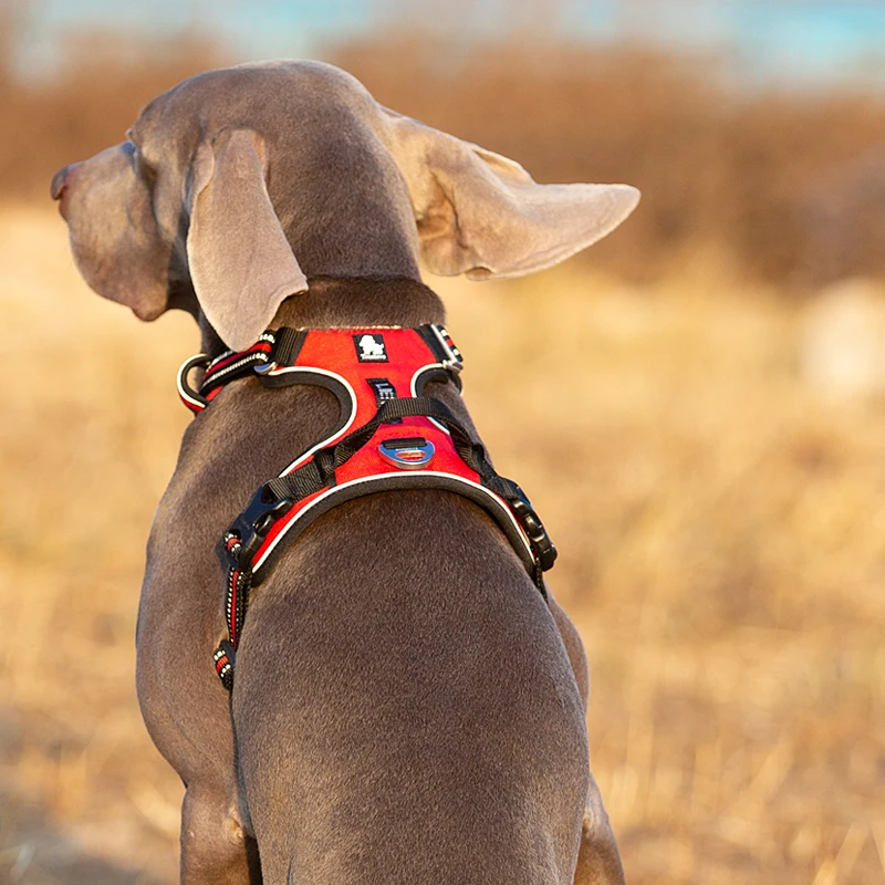 Truelove-arnés para perros de  - No Pull Dog Harness reseña y precio